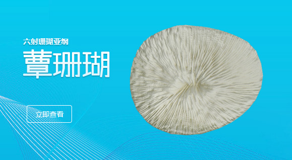 蕈珊瑚