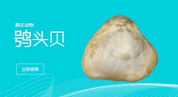 鸮头贝